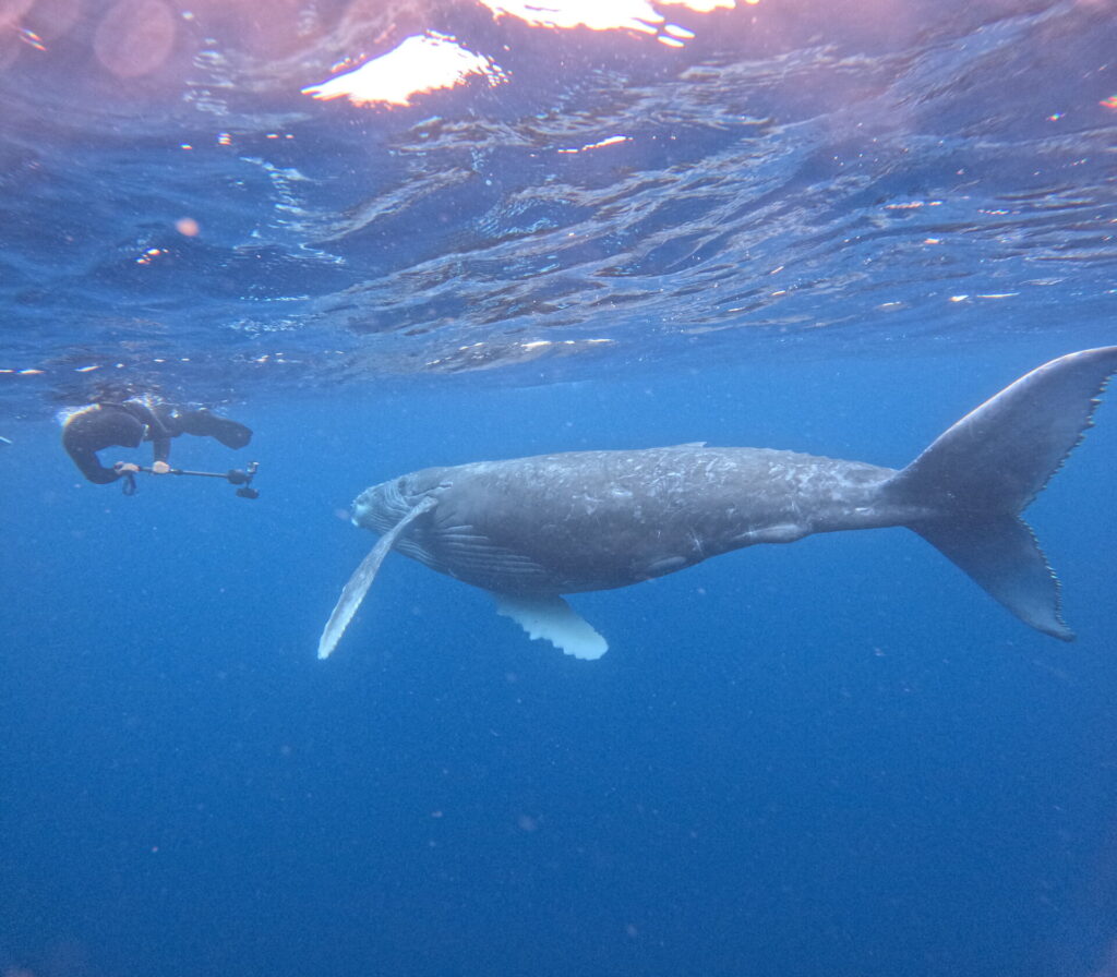 오키나와 혹등고래 투어