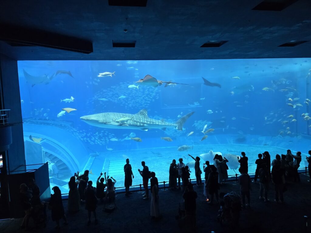 오키나와 여행 츄라우미 수족관